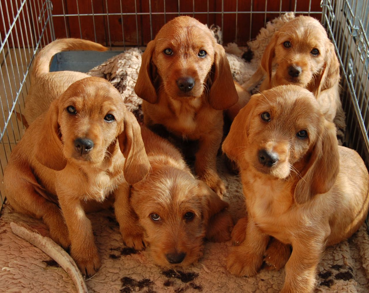 Basset fauve de deals bretagne breeder