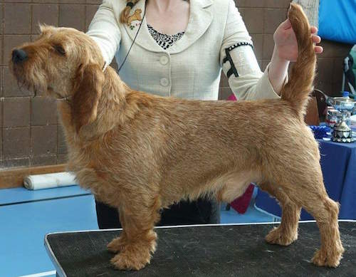 basset fauve de bretagne rescue