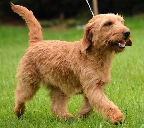 basset fauve de bretagne rescue